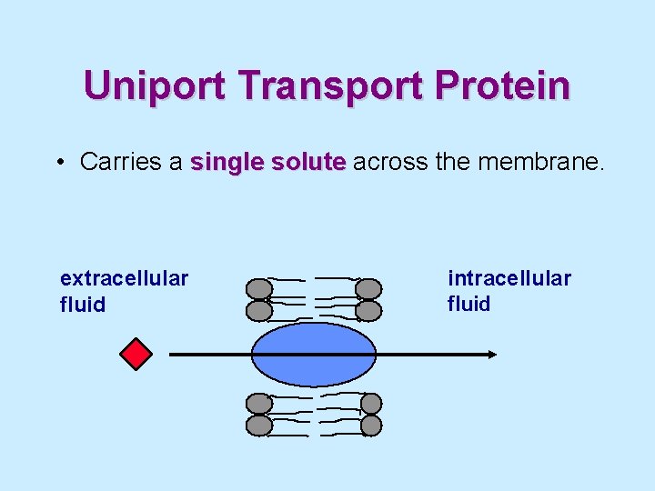 Uniport Transport Protein • Carries a single solute across the membrane. extracellular fluid intracellular