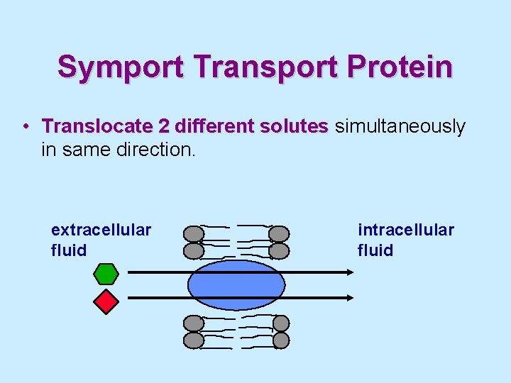 Symport Transport Protein • Translocate 2 different solutes simultaneously in same direction. extracellular fluid