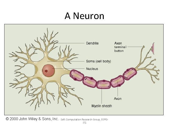 A Neuron © 2000 John Wiley & Sons, Inc. Soft Computation Research Group, EEPISITS