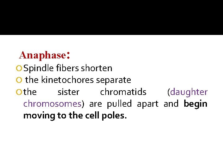 Anaphase: Spindle fibers shorten the kinetochores separate the sister chromatids (daughter chromosomes) are pulled