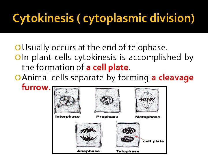 Cytokinesis ( cytoplasmic division) Usually occurs at the end of telophase. In plant cells