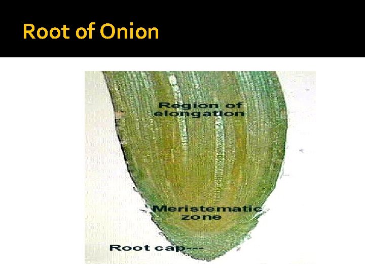 Root of Onion 