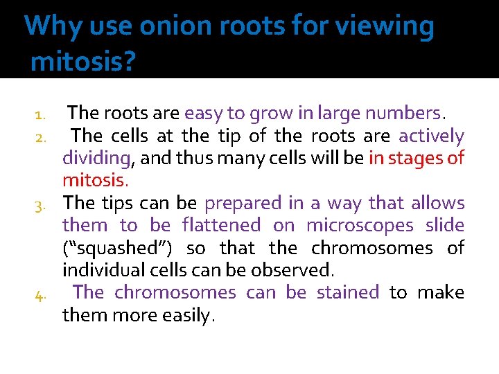 Why use onion roots for viewing mitosis? The roots are easy to grow in