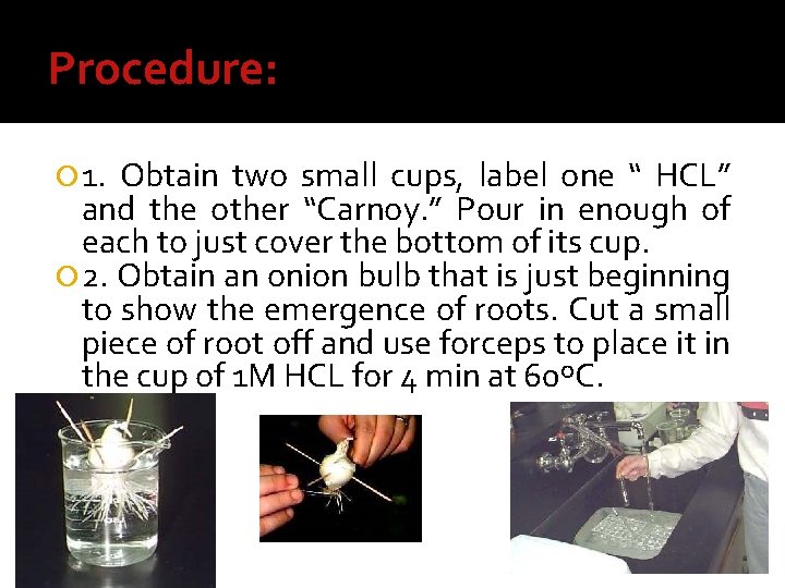 Procedure: 1. Obtain two small cups, label one “ HCL” and the other “Carnoy.