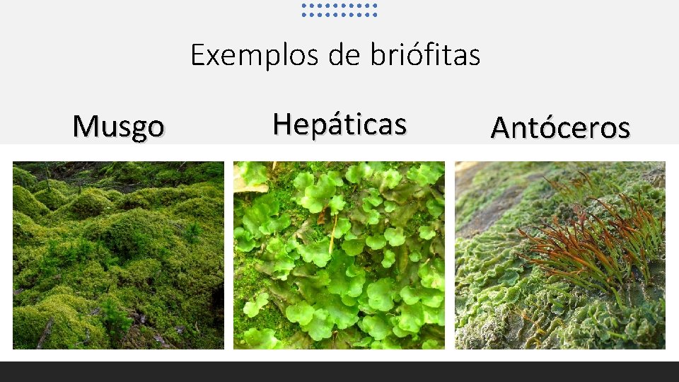 Exemplos de briófitas Musgo Hepáticas Antóceros 