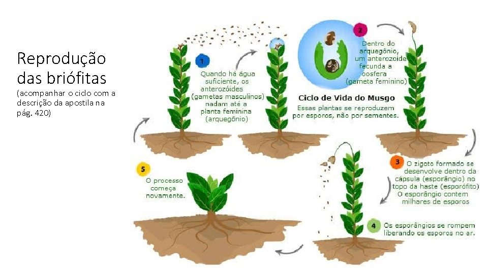 Reprodução das briófitas (acompanhar o ciclo com a descrição da apostila na pág. 420)