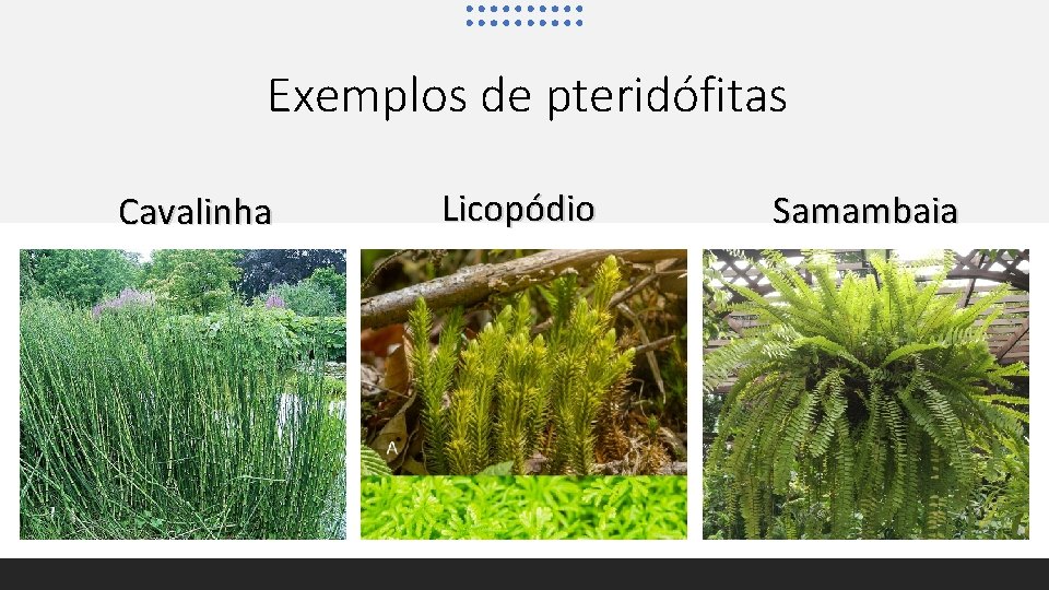 Exemplos de pteridófitas Cavalinha Licopódio Samambaia 