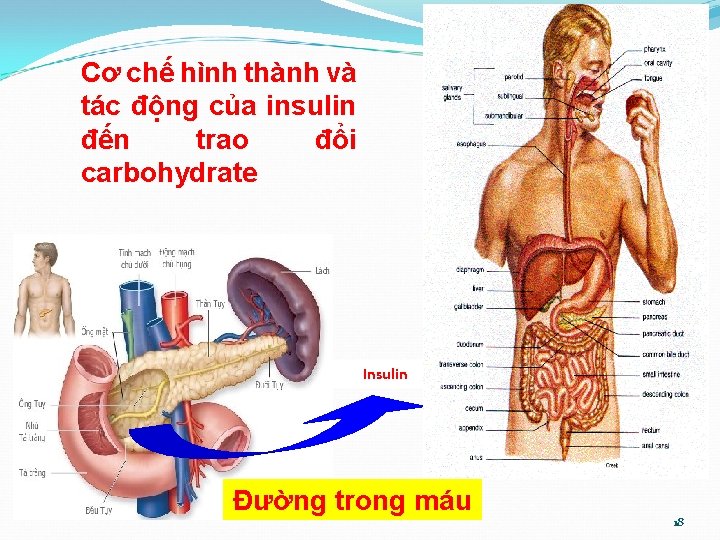 Cơ chế hình thành và tác động của insulin đến trao đổi carbohydrate Insulin
