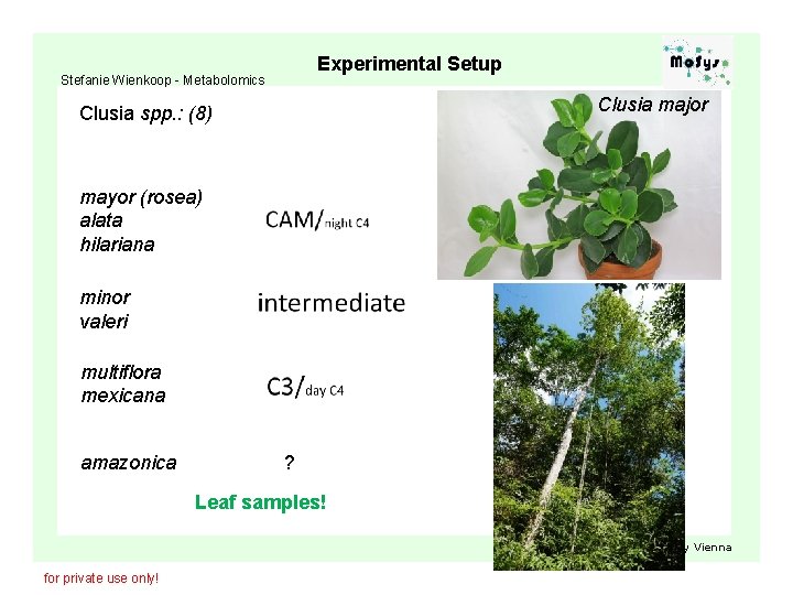 Experimental Setup Stefanie Wienkoop - Metabolomics Clusia major Clusia spp. : (8) mayor (rosea)