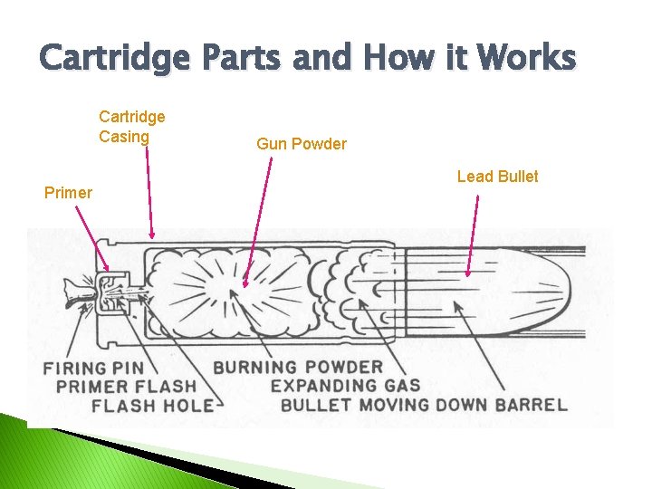 Cartridge Parts and How it Works Cartridge Casing Primer Gun Powder Lead Bullet 