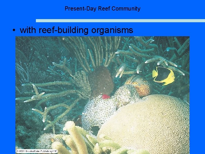 Present-Day Reef Community • with reef-building organisms 