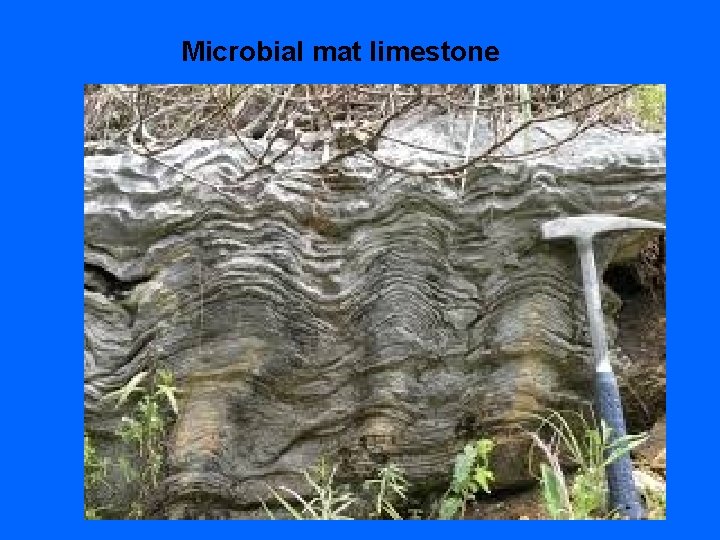 Microbial mat limestone 