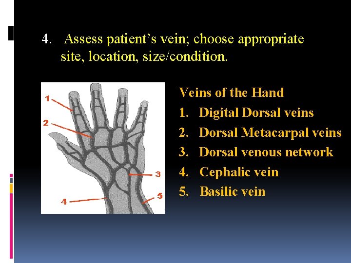 4. Assess patient’s vein; choose appropriate site, location, size/condition. Veins of the Hand 1.