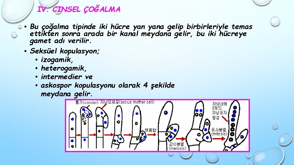 IV. CINSEL ÇOĞALMA • Bu çoğalma tipinde iki hücre yana gelip birbirleriyle temas ettikten