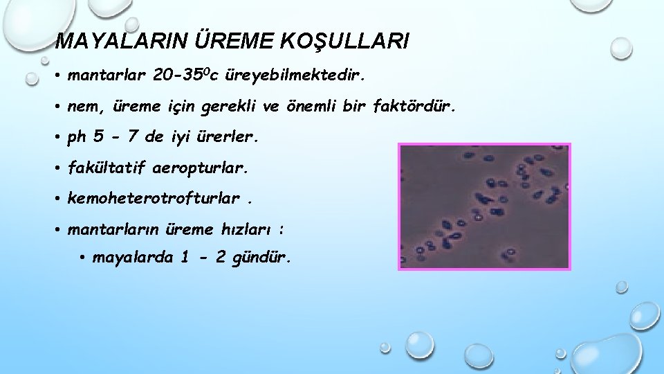 MAYALARIN ÜREME KOŞULLARI • mantarlar 20 -350 c üreyebilmektedir. • nem, üreme için gerekli