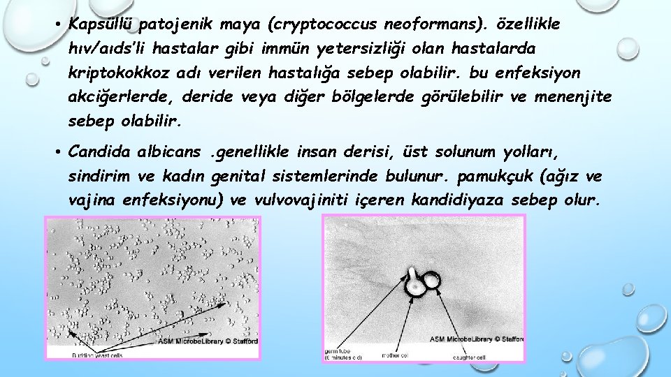  • Kapsüllü patojenik maya (cryptococcus neoformans). özellikle hıv/aıds’li hastalar gibi immün yetersizliği olan