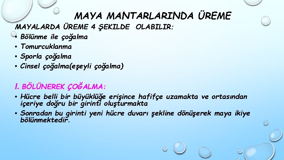 MAYA MANTARLARINDA ÜREME MAYALARDA ÜREME 4 ŞEKILDE OLABILIR: • Bölünme ile çoğalma • Tomurcuklanma