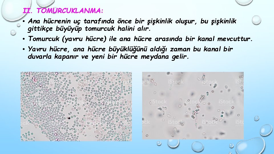 II. TOMURCUKLANMA: • Ana hücrenin uç tarafında önce bir şişkinlik oluşur, bu şişkinlik gittikçe