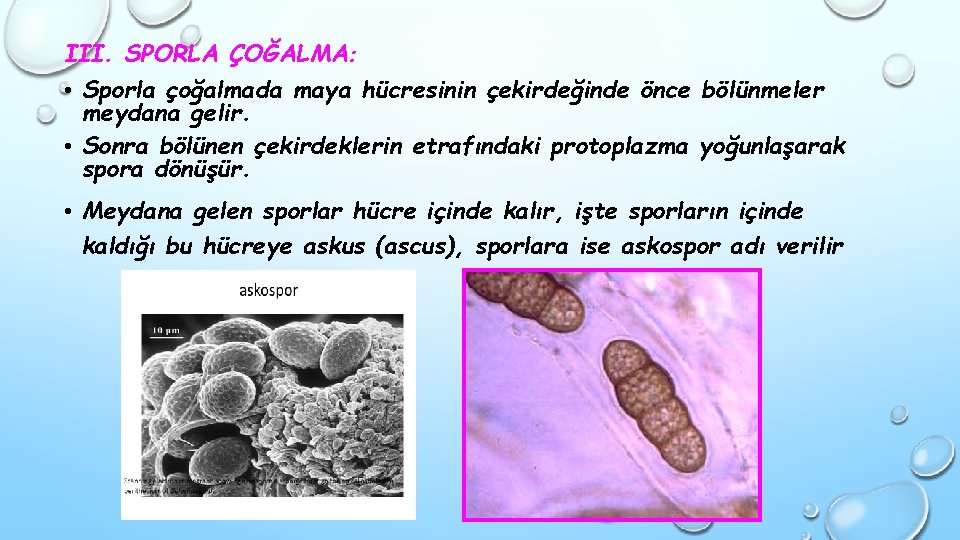 III. SPORLA ÇOĞALMA: • Sporla çoğalmada maya hücresinin çekirdeğinde önce bölünmeler meydana gelir. •