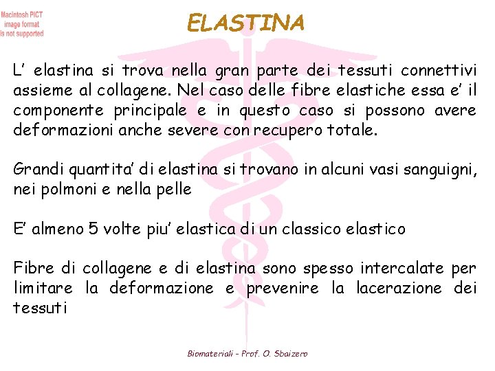 ELASTINA L’ elastina si trova nella gran parte dei tessuti connettivi assieme al collagene.