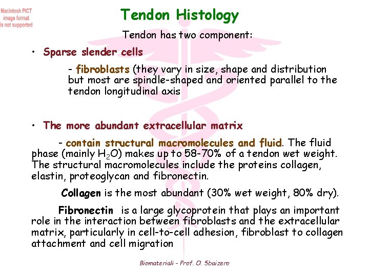 Tendon Histology Tendon has two component: • Sparse slender cells - fibroblasts (they vary