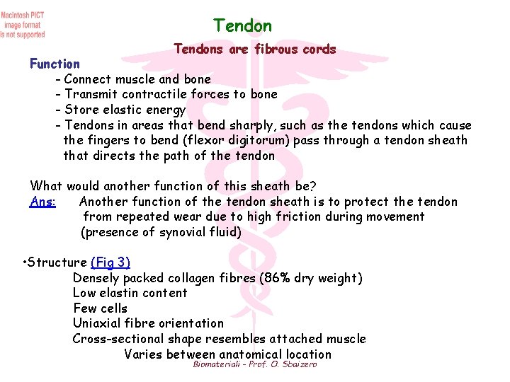 Tendons are fibrous cords Function - Connect muscle and bone - Transmit contractile forces
