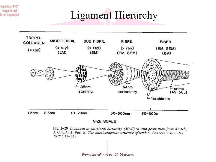Ligament Hierarchy Biomateriali - Prof. O. Sbaizero 