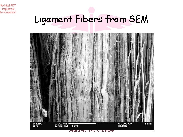 Ligament Fibers from SEM Biomateriali - Prof. O. Sbaizero 