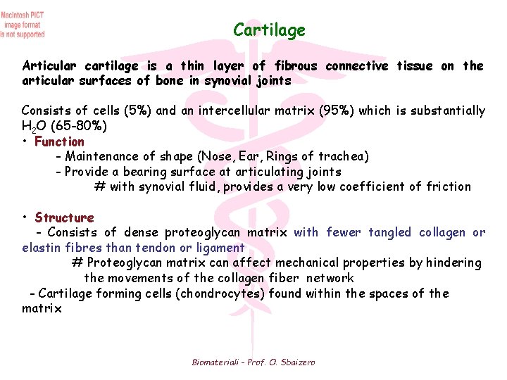 Cartilage Articular cartilage is a thin layer of fibrous connective tissue on the articular