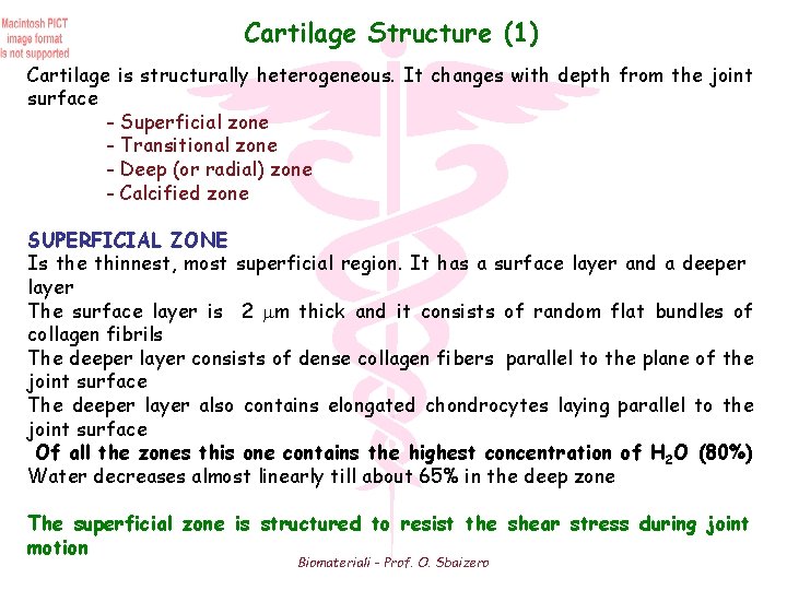 Cartilage Structure (1) Cartilage is structurally heterogeneous. It changes with depth from the joint