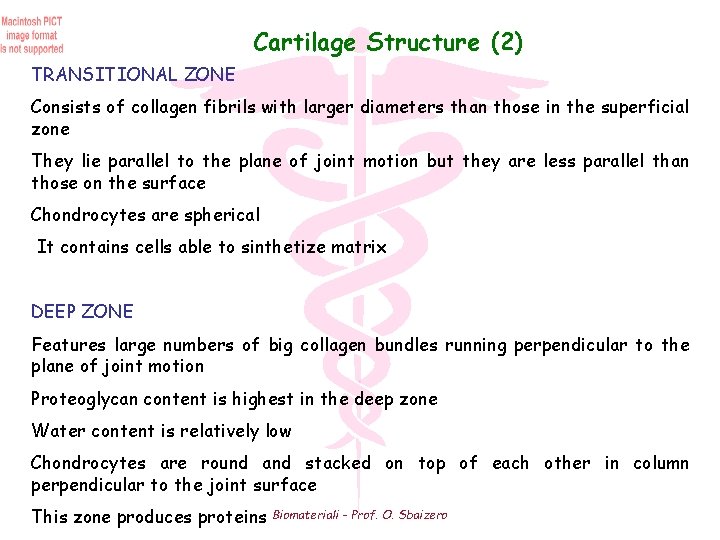 Cartilage Structure (2) TRANSITIONAL ZONE Consists of collagen fibrils with larger diameters than those