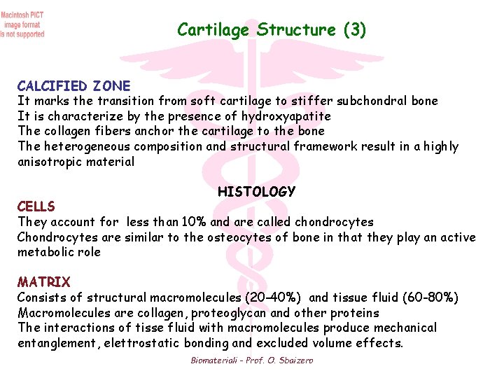 Cartilage Structure (3) CALCIFIED ZONE It marks the transition from soft cartilage to stiffer