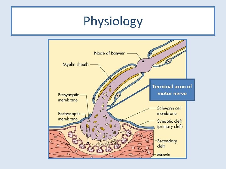 Physiology Terminal axon of motor nerve 