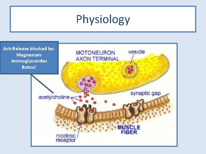 Physiology Ach Release blocked by: Magnesium Aminoglycosides Botox! 