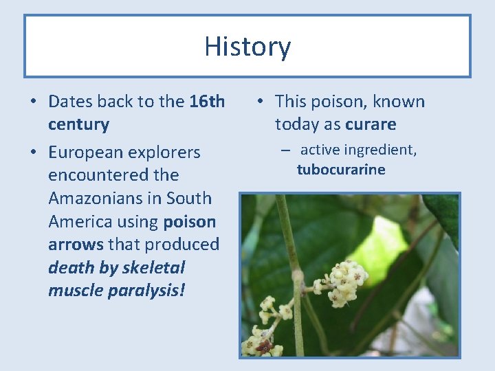 History • Dates back to the 16 th century • European explorers encountered the