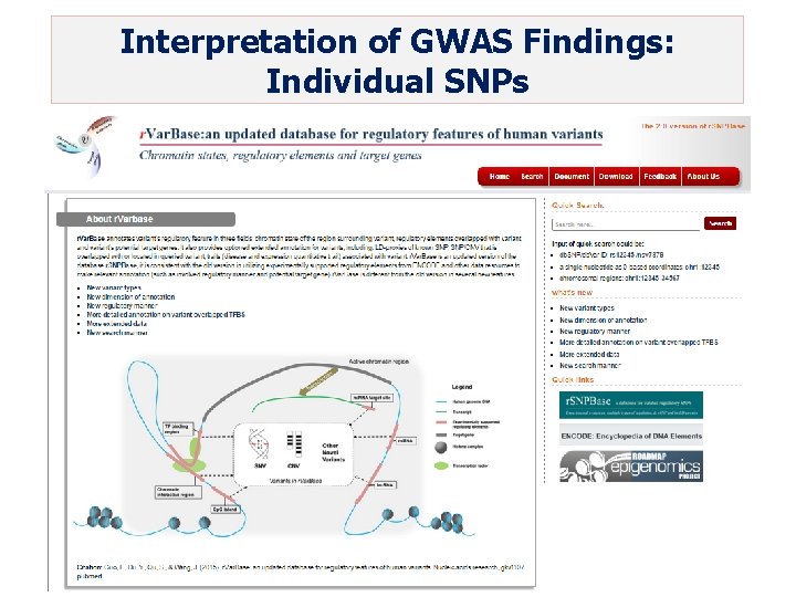 Interpretation of GWAS Findings: Individual SNPs 