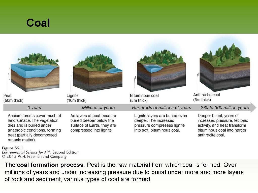 Coal The coal formation process. Peat is the raw material from which coal is