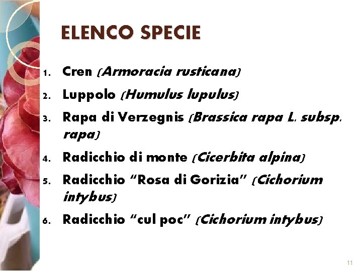 ELENCO SPECIE 1. Cren (Armoracia rusticana) 2. Luppolo (Humulus lupulus) 3. Rapa di Verzegnis