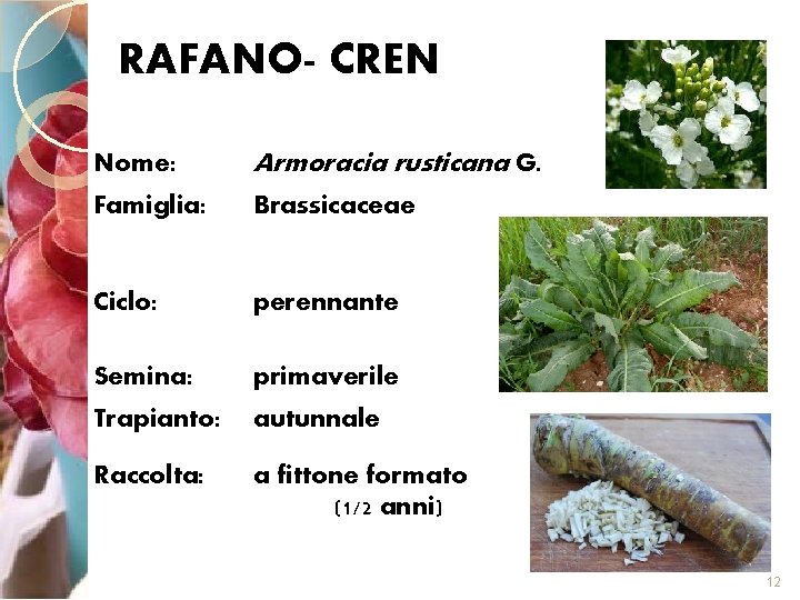 RAFANO- CREN Nome: Armoracia rusticana G. Famiglia: Brassicaceae Ciclo: perennante Semina: primaverile Trapianto: autunnale