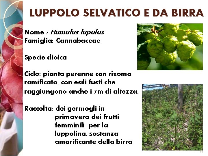 LUPPOLO SELVATICO E DA BIRRA Nome : Humulus lupulus Famiglia: Cannabaceae Specie dioica Ciclo: