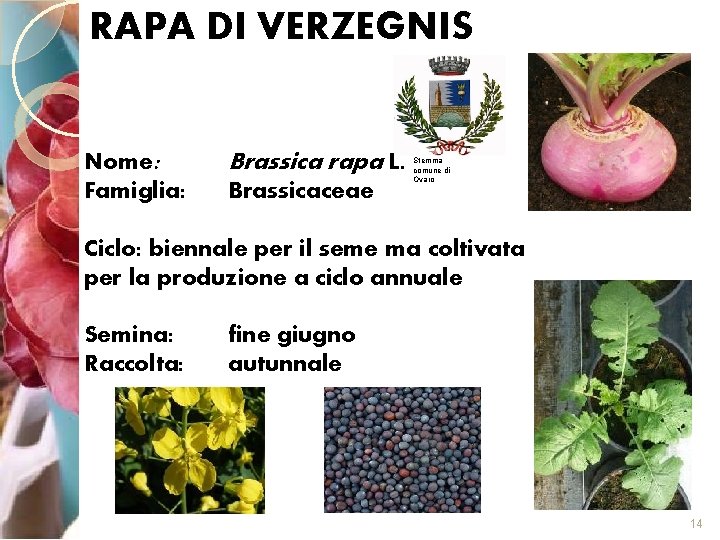 RAPA DI VERZEGNIS Nome: Famiglia: Brassica rapa L. Brassicaceae Stemma comune di Ovaro Ciclo: