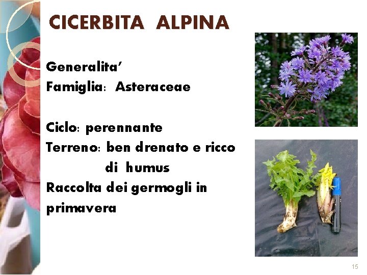 CICERBITA ALPINA Generalita’ Famiglia: Asteraceae Ciclo: perennante Terreno: ben drenato e ricco di humus