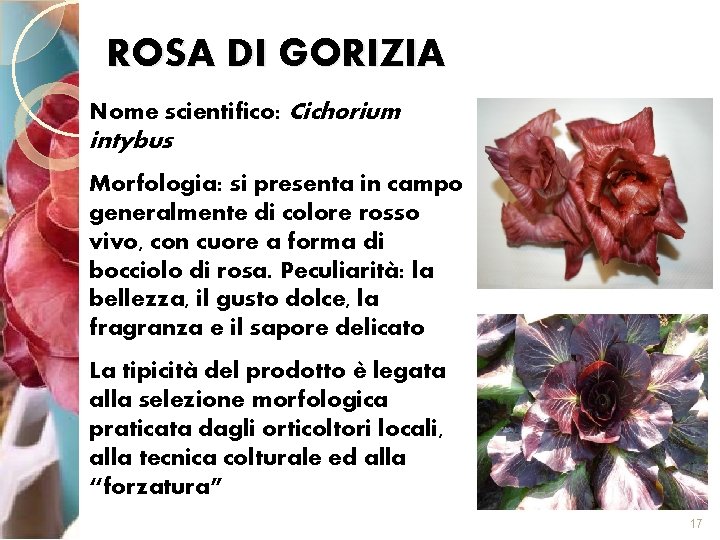 ROSA DI GORIZIA Nome scientifico: Cichorium intybus Morfologia: si presenta in campo generalmente di