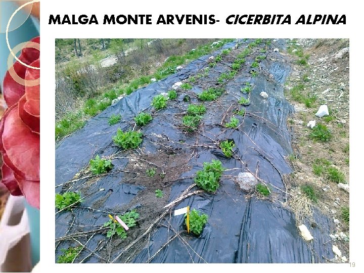 MALGA MONTE ARVENIS- CICERBITA ALPINA 19 