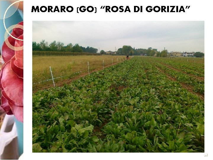 MORARO (GO) “ROSA DI GORIZIA” 20 
