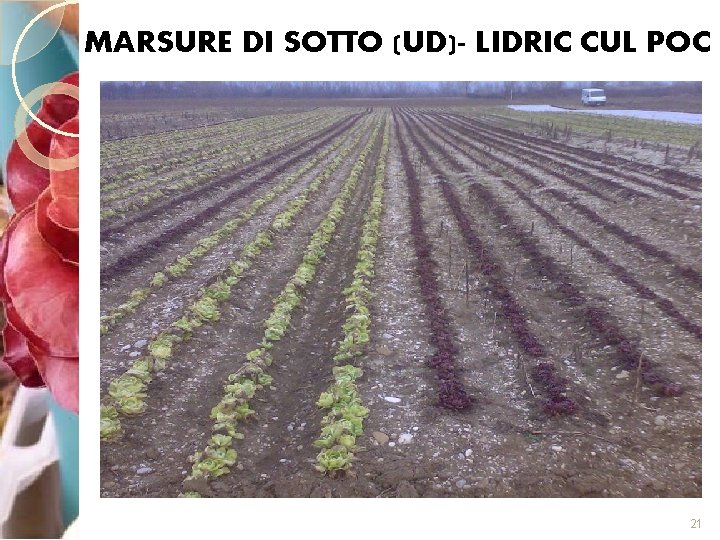MARSURE DI SOTTO (UD)- LIDRIC CUL POC 21 