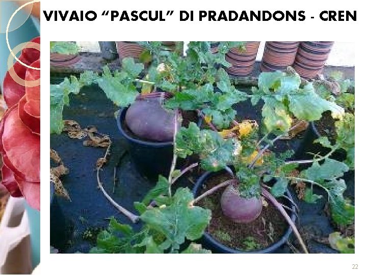 VIVAIO “PASCUL” DI PRADANDONS - CREN 22 