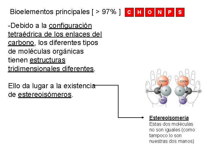 Bioelementos principales [ > 97% ] C H O N P S -Debido a