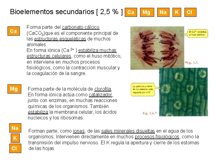 Bioelementos secundarios [ 2, 5 % ] Ca Mg Na K Cl Forma parte