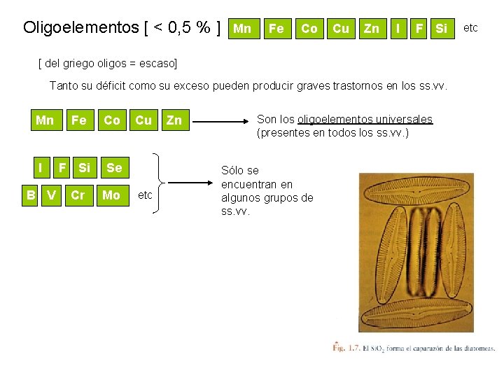 Oligoelementos [ < 0, 5 % ] Mn Fe Co Cu Zn I F